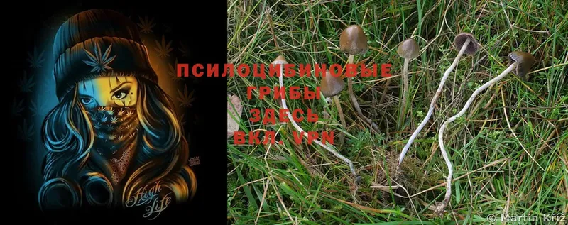 Галлюциногенные грибы Psilocybe  Болохово 